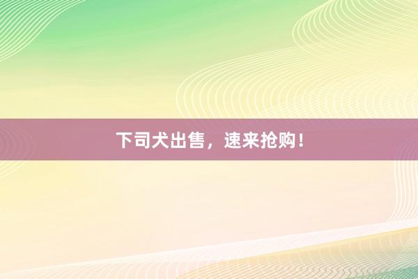 下司犬出售,速来抢购!